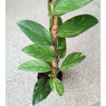 Rhaphidophora elliptica AUREA - obrazek 8