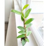 Rhaphidophora elliptica AUREA - obrazek 3