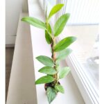 Rhaphidophora elliptica AUREA - obrazek 4