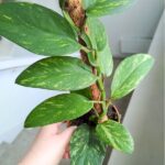 Rhaphidophora elliptica AUREA - obrazek 7