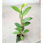 Rhaphidophora elliptica AUREA - obrazek 5