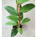 Rhaphidophora elliptica AUREA - obrazek 12