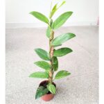 Rhaphidophora elliptica AUREA - obrazek 11