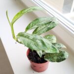 Rhaphidophora elliptica MINT - obrazek 4