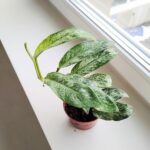 Rhaphidophora elliptica MINT - obrazek 2
