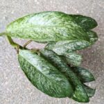 Rhaphidophora elliptica MINT - obrazek 10