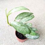 Rhaphidophora elliptica MINT - obrazek 8