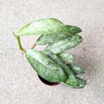 Rhaphidophora elliptica MINT - obrazek 9