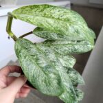 Rhaphidophora elliptica MINT