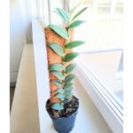 Rhaphidophora Tenius