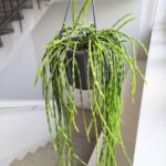 Rhipsalis paradoxa minor - obrazek 3