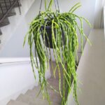Rhipsalis paradoxa minor - obrazek 2