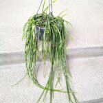Rhipsalis paradoxa minor - obrazek 7