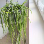 Rhipsalis paradoxa minor - obrazek 6