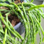 Rhipsalis paradoxa minor - obrazek 5