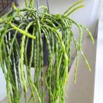 Rhipsalis paradoxa minor - obrazek 4