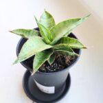 Sansevieria / Sansewieria Comet Canoe - obrazek 3
