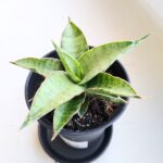 Sansevieria / Sansewieria Comet Canoe - obrazek 2