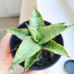 Sansevieria / Sansewieria Comet Canoe - obrazek 8