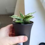 Sansevieria / Sansewieria Comet Canoe - obrazek 7