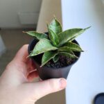 Sansevieria / Sansewieria Comet Canoe - obrazek 6