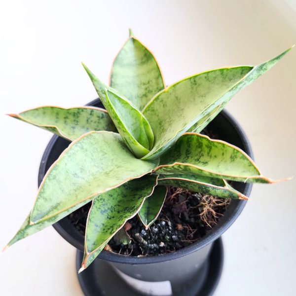 sanseviera sansewiera comet canoe (6) Sansevieria / Sansewieria Comet Canoe - obrazek 1