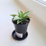 Sansevieria / Sansewieria Comet Canoe - obrazek 4