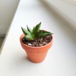 Sansewieria / Sansevieria Pyramid - obrazek 2