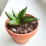 Sansewieria / Sansevieria Pyramid