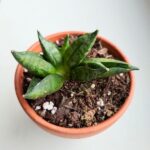 Sansewieria / Sansevieria Pyramid - obrazek 3