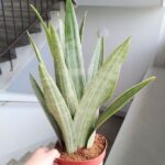 Sansewieria / Sansevieria Metallica L SIAM SILVER - obrazek 6