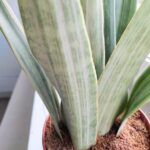 Sansewieria / Sansevieria Metallica L SIAM SILVER - obrazek 7