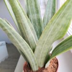 Sansewieria / Sansevieria Metallica L SIAM SILVER - obrazek 5