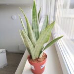 Sansewieria / Sansevieria Metallica L SIAM SILVER - obrazek 2
