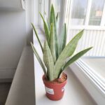 Sansewieria / Sansevieria Metallica L SIAM SILVER - obrazek 3