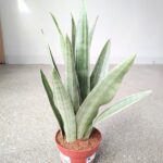 Sansewieria / Sansevieria Metallica L SIAM SILVER