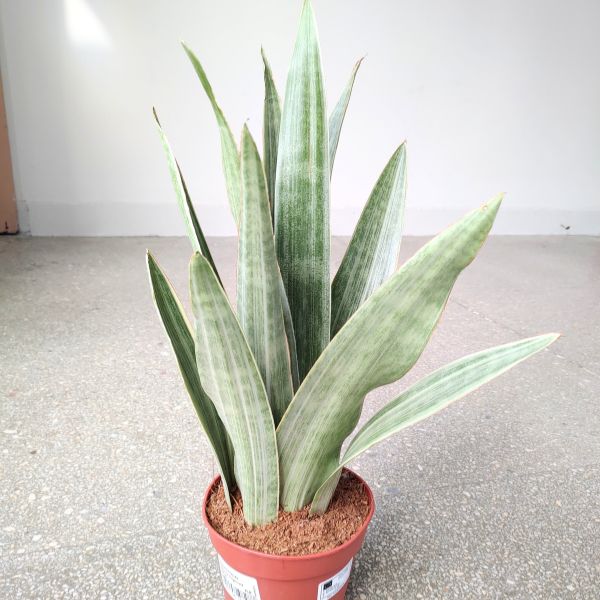 sansevieria sansewiera metallica (6) Sansewieria / Sansevieria Metallica L SIAM SILVER - obrazek 1