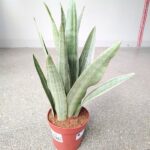 Sansewieria / Sansevieria Metallica L SIAM SILVER - obrazek 8