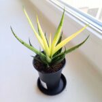 Sansevieria / Sansewieria Comet Chrysanta Lemon