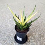 Sansevieria / Sansewieria Comet Chrysanta Lemon - obrazek 13