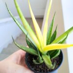 Sansevieria / Sansewieria Comet Chrysanta Lemon - obrazek 12