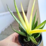 Sansevieria / Sansewieria Comet Chrysanta Lemon - obrazek 11