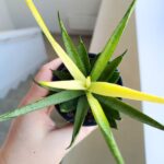 Sansevieria / Sansewieria Comet Chrysanta Lemon - obrazek 10