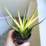 Sansevieria / Sansewieria Comet Chrysanta Lemon - obrazek 9