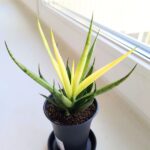 Sansevieria / Sansewieria Comet Chrysanta Lemon - obrazek 8