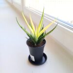 Sansevieria / Sansewieria Comet Chrysanta Lemon - obrazek 7