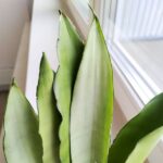 Sansevieria / Sansewieria trifasciata Moonshine - obrazek 7