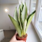 Sansevieria / Sansewieria trifasciata Moonshine - obrazek 2