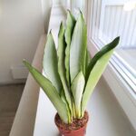 Sansevieria / Sansewieria trifasciata Moonshine - obrazek 8