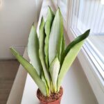 Sansevieria / Sansewieria trifasciata Moonshine - obrazek 5